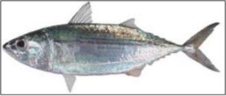 Rastralliger kanagurta(Indian mackerel)