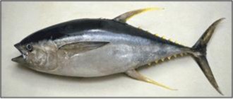 Thunnus albacares ( Yellowfin tuna)